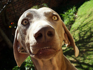 Separation  Anxiety: 30 Minutes is the Magic Number