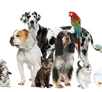 Group Of Pets Standing In Front Of White Background, Studio Shot.jpg