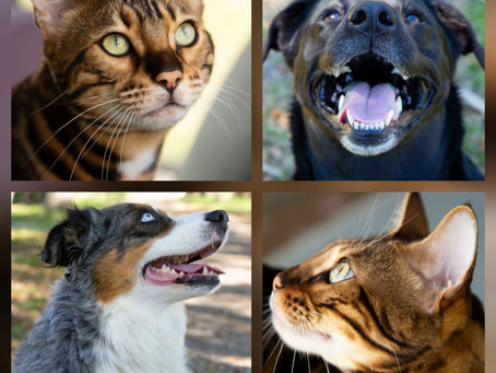 How to Keep Your Pet’s Heart Healthy: Vet-approved Tips for Dogs and Cats