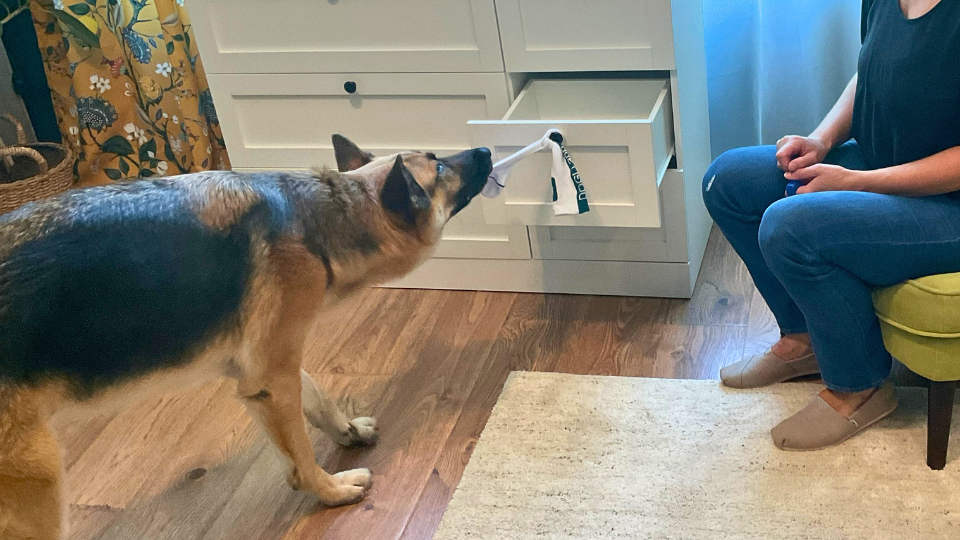 Hund zu Hause beschftigen: Enrichment-Ideen | DOGLi Hund zu Hause beschftigen: Enrichment-Ideen | DOGLi