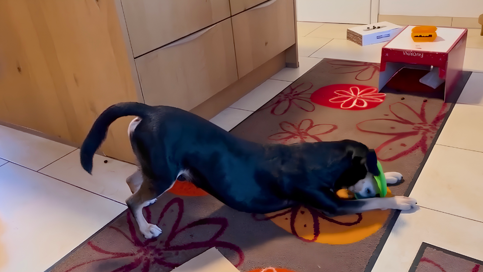 Hund spielt auf Blumenläufer im Küchenbereich mit grünem Spielzeug; therapeutische Futtersuche.