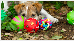 A dog in the garden with a selection of his toys