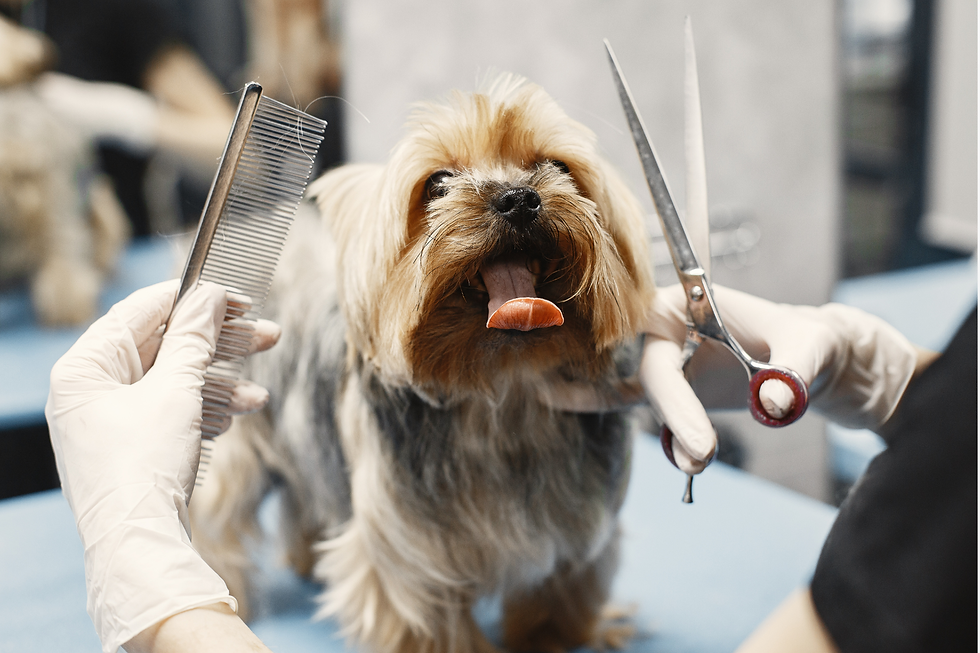 Hund auf dem Trimmtisch beim Hundefriseur zeigt Stresssignale