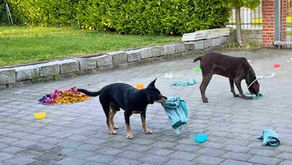 Two dogs on a patio sniff and carry towels, with colorful bowls and cloths scattered in a quiet backyard. Therapeutic Foraging (TF) for dogs.