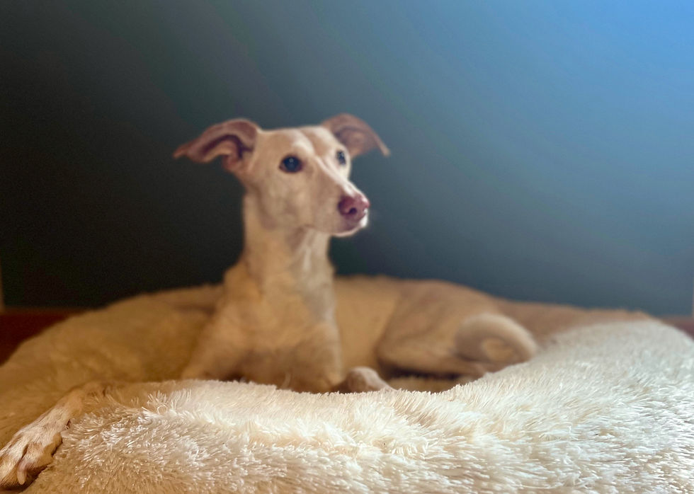 Senior dog resting on a comfy dog bed