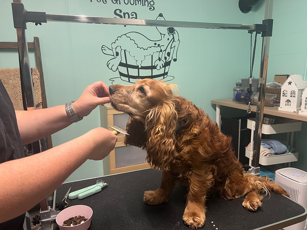 Angstfrei beim Hundefriseur – der Weg dahin (Teil 2)