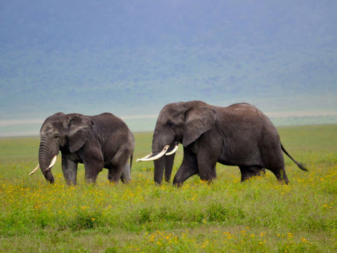 Safari en el Norte de Tanzania y Zanzibar