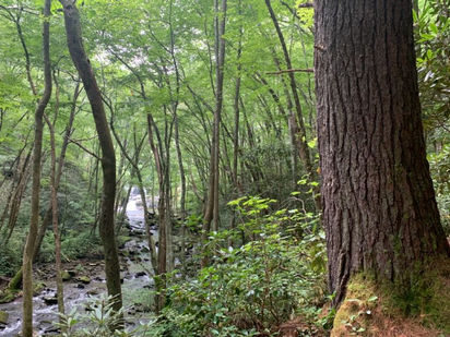 A love letter to Slickrock Creek