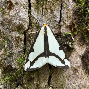 Cool Insects of Joyce Kilmer-Slickrock Wilderness