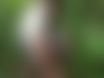 Pardon The Interruption