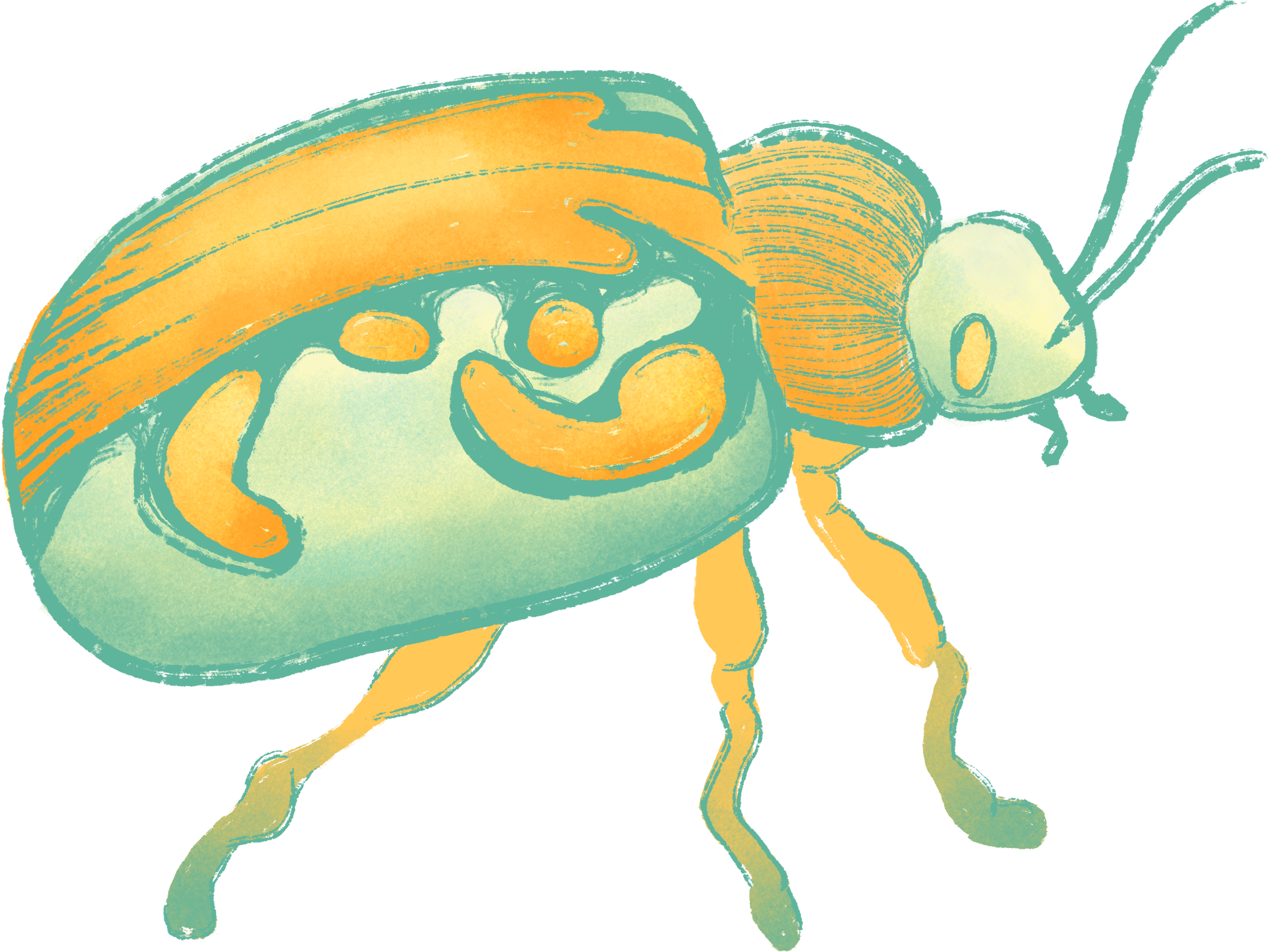 Beetle