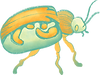 Beetle