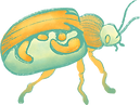 Beetle