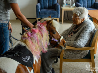 Miniature Therapy Horses Visits