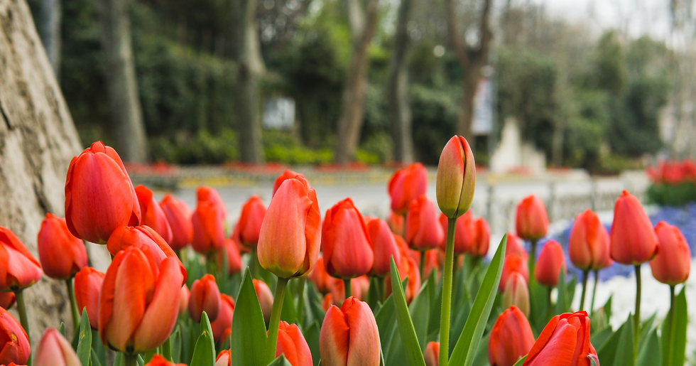 Tulips