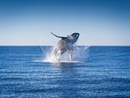 تغییرات اقلیمی نهنگ‌ها و دلفین‌ها را در معرض انقراض قرار دادە است