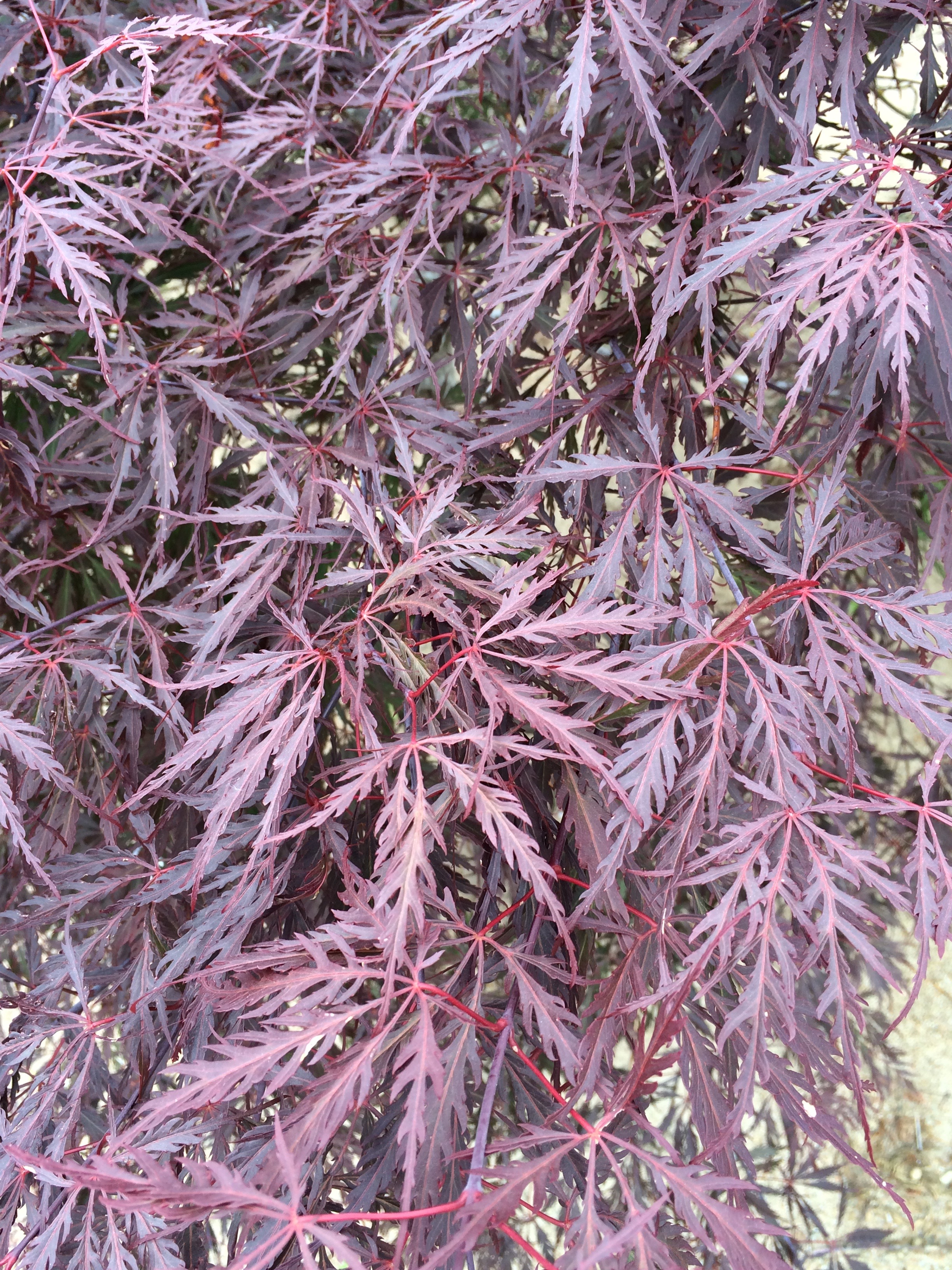 tamukeyama japanese maple sun tamukeyama japanese maple sun