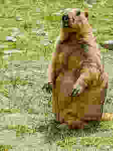 Himalayan Marmot