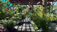 Spring plants and vegetable starts on display at B&C Ace nursery in Grass Valley