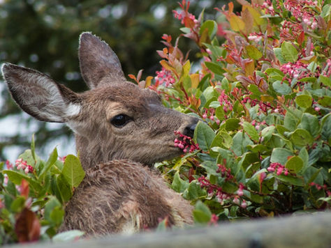 Young black-tailed deer nibbling the flowers of a leafy garden shrub