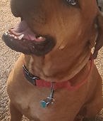Dixie