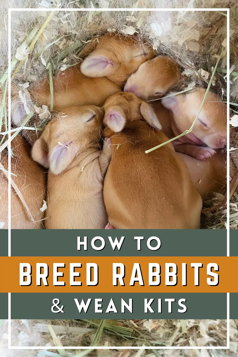 How to breed rabbits and wean kits pinnable image