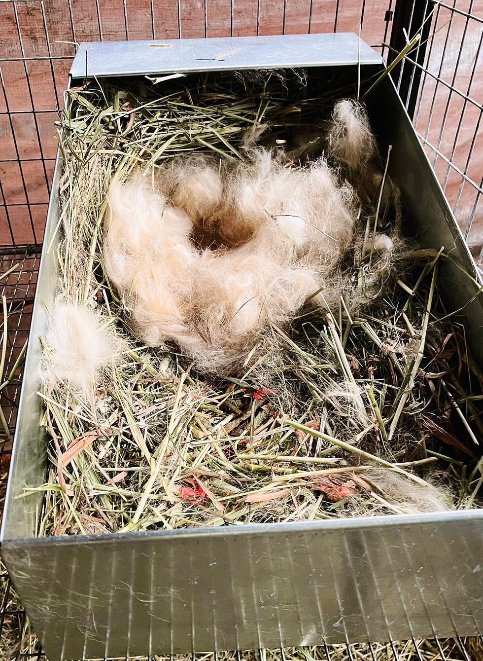 Rabbit nest with a freshly kindled litter