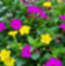 Akşamsefası - Greenity