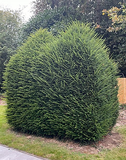 Hedge Before