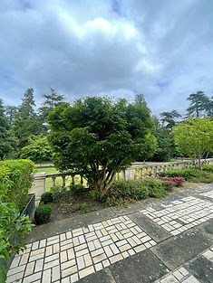 Shrub After