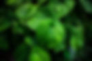 zoomfiji_SuwaniKava-009.jpg