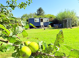 Apple Tree