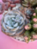 Close UP Arrangement.jpg
