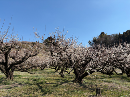 家族団欒という名の弾丸