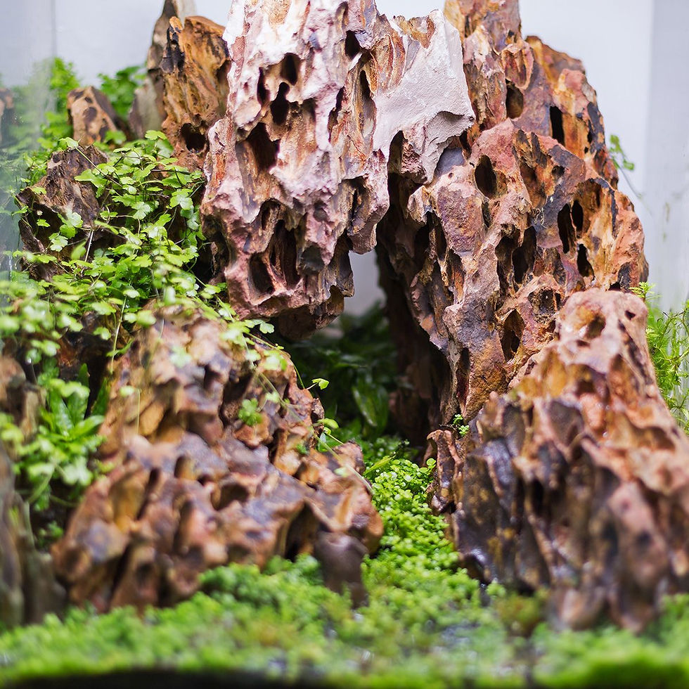 Thumbnail: Dragon - Ohko stone  per KG