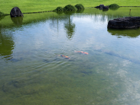 はす池の鯉