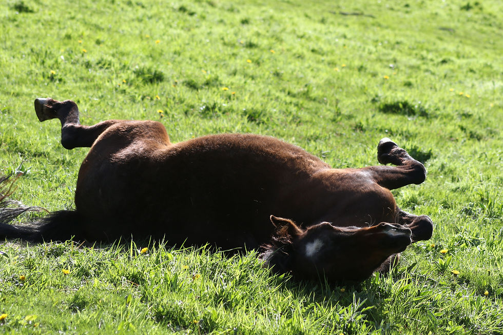 Les Poneys Bleus, centre équestre en Auvergne.
