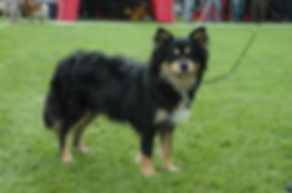 Molly_udstilling_STÃ
R_FLOT.jpeg