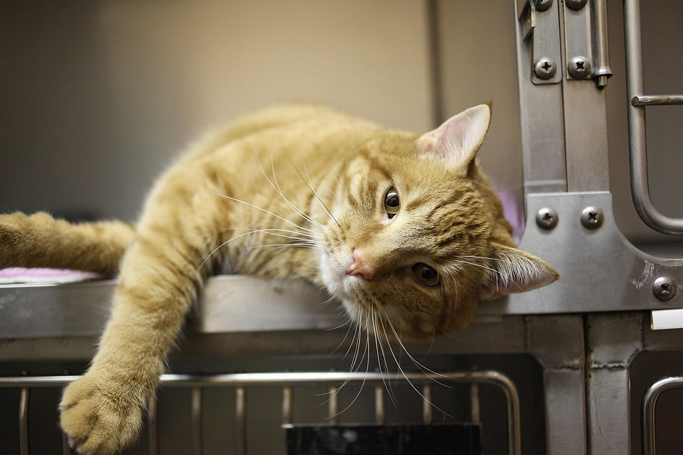 cat-4988407_1280.jpg