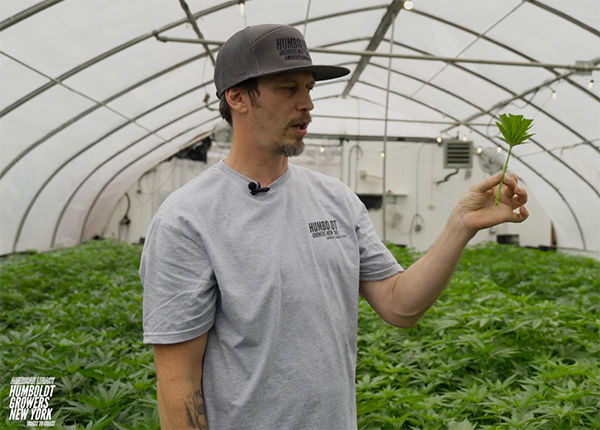 wonderland clonesjeff holding a clone web 