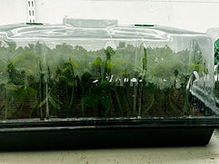 wonderland mothers and clones terr front view 1 web  .jpg