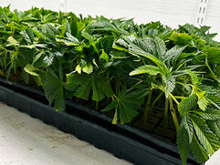 wonderland mothers and clones tcut trays 89 web home pg.jpg