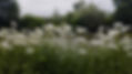 marguerites pays de bray