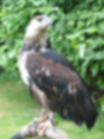African fish eagle
