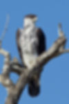 African hawk eagle