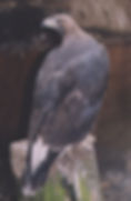 Golden eagle