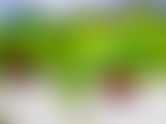 The Most Profitable Plant to Grow Hydroponically