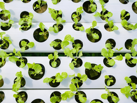 The Best Hydroponics Solutions: A Comprehensive Guide