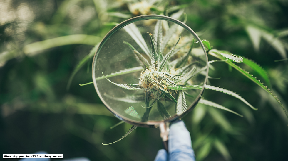 The Inside Scoop on Growing Weed Is it Really That Hard?