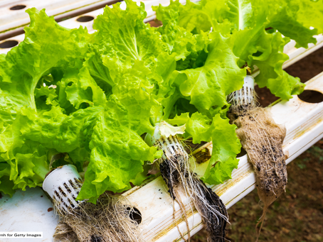 3 Reasons Why Hydroponic Farming is the Future of Indoor Farming